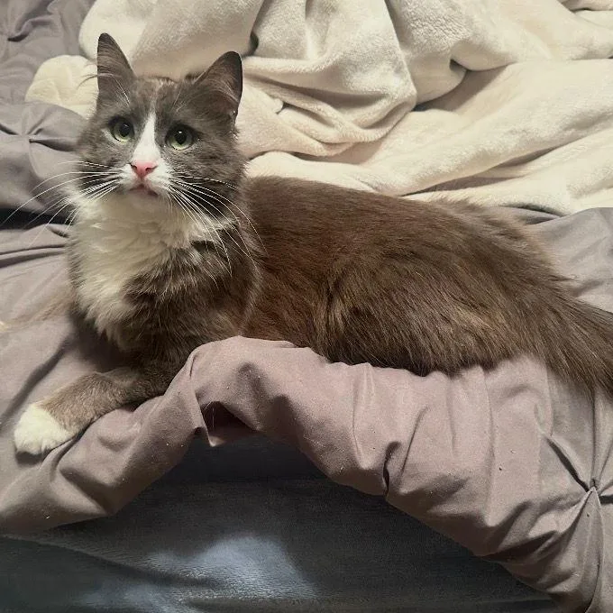 Misty Mist thumbnail 2