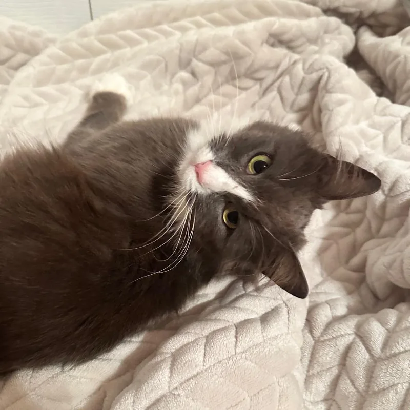 Misty Mist thumbnail 3