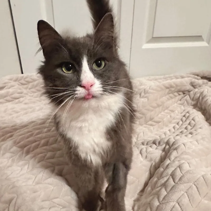 Misty Mist thumbnail 4