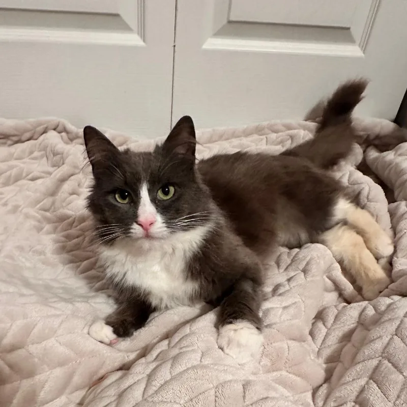 Misty Mist thumbnail 5