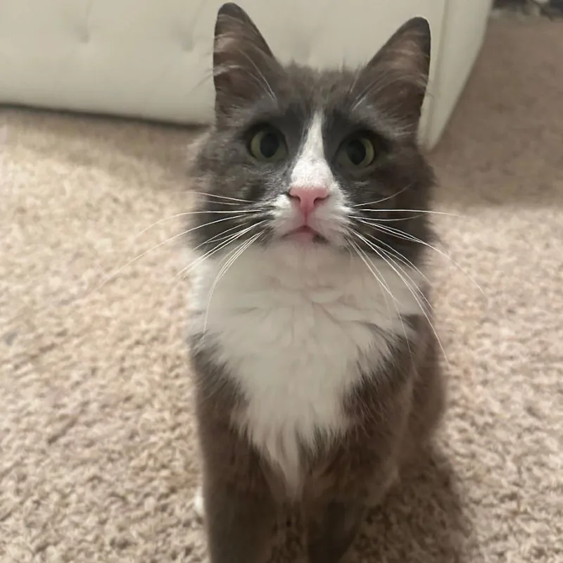 Misty Mist thumbnail 6