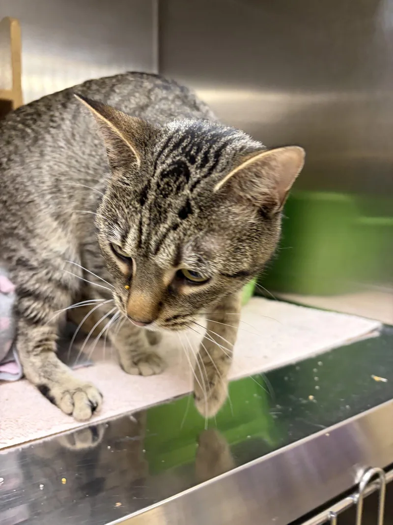 An adult medium-sized female Domestic Short Hair cat named Lucy for adoption in Wheaton, IL