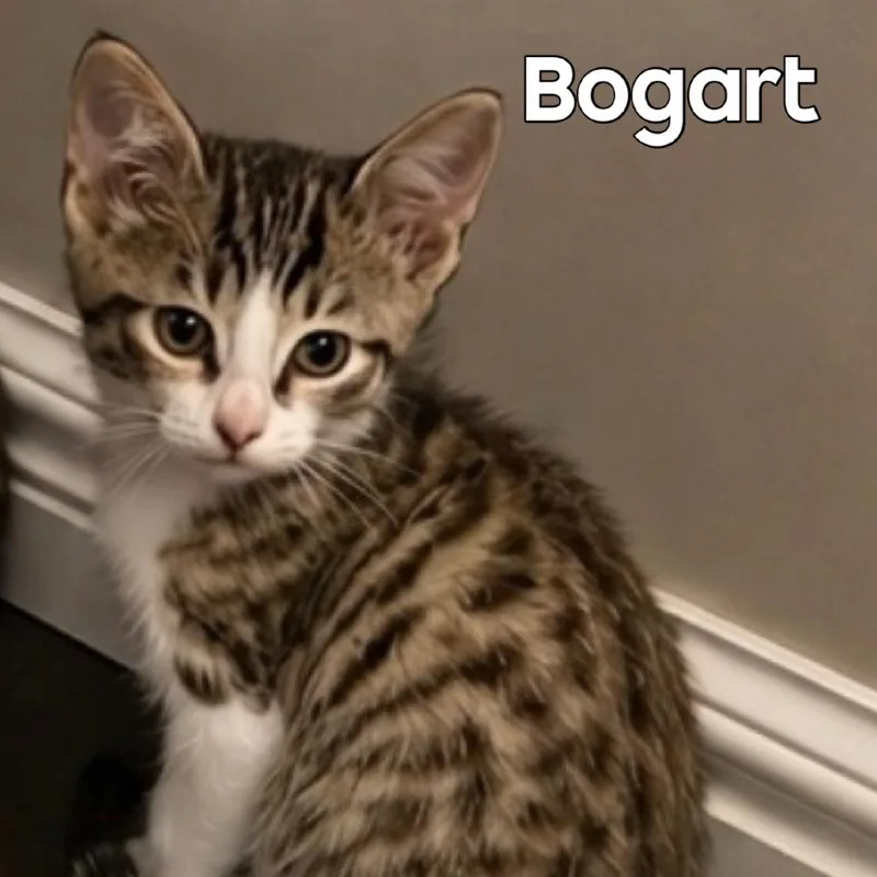 Bogart