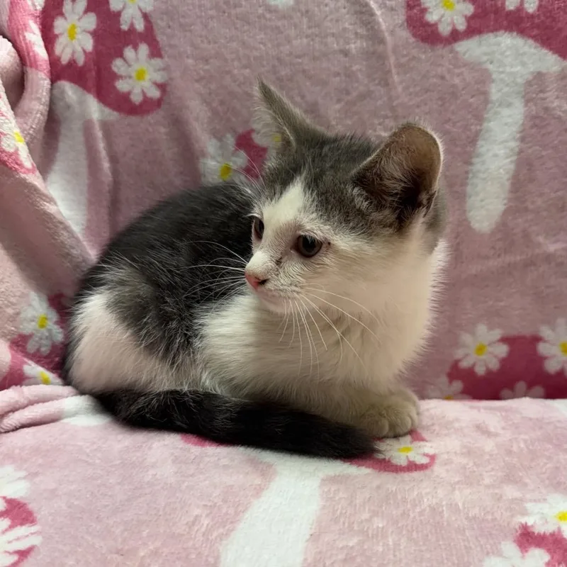 A baby small-sized male Gray / Blue / Silver Domestic Short Hair cat named Charlie for adoption in Kittanning, PA