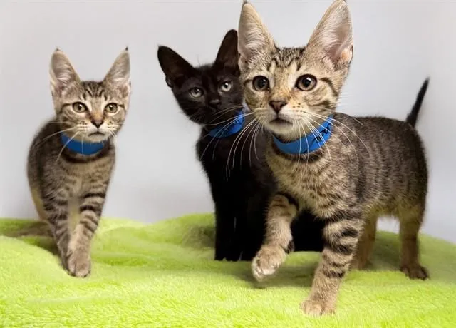 A baby medium-sized male Domestic Short Hair cat named Joel for adoption in Fort Lauderdale, FL