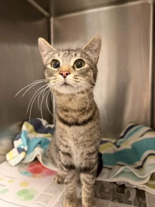 A young large-sized female Domestic Short Hair cat named Hanah for adoption in Van Nuys, CA