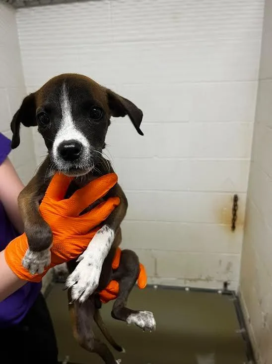 A baby large-sized female Pit Bull Terrier dog named Ally for adoption in Nacogdoches, TX