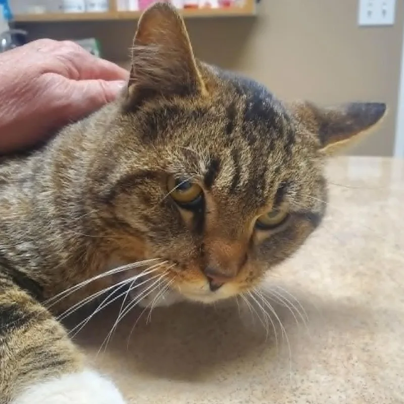 An adult medium-sized male Gray / Blue / Silver Domestic Short Hair cat named Dylan for adoption in Othello, WA