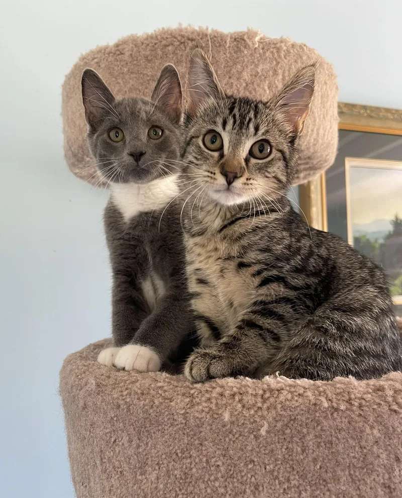 A baby medium-sized female Tabby (Gray / Blue / Silver) Domestic Short Hair cat named Zoe for adoption in Culpeper, VA