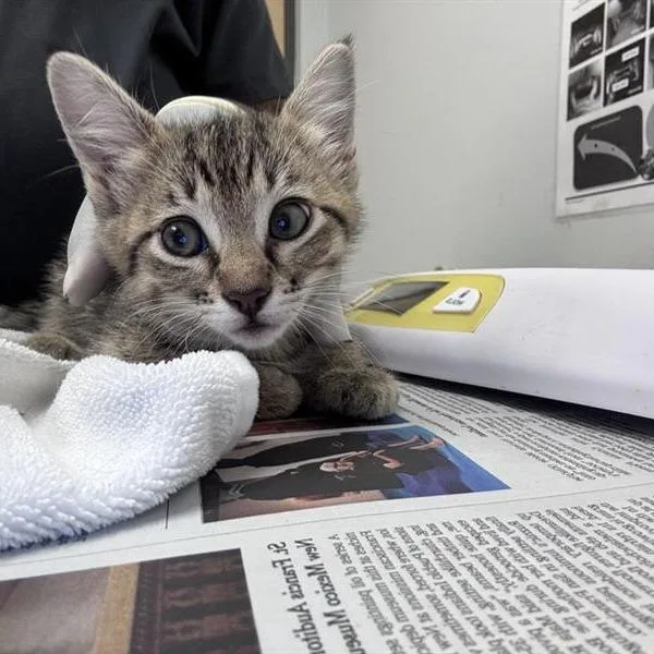 A baby small-sized female Brown / Chocolate Domestic Short Hair cat named Jakey Pooh for adoption in Jacksonville, FL