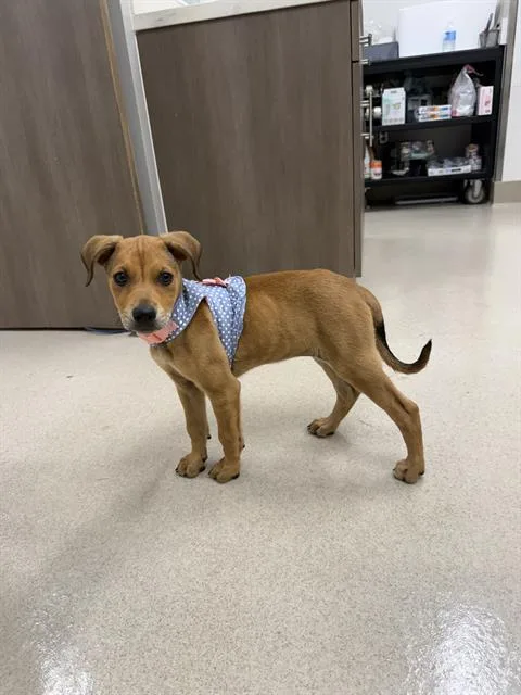 A baby small-sized female Black Mouth Cur dog named Pippi for adoption in Baytown, TX