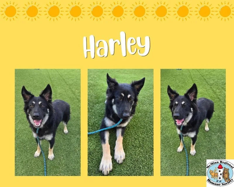 A young medium-sized female Terrier dog named Harley for adoption in Athens, TN