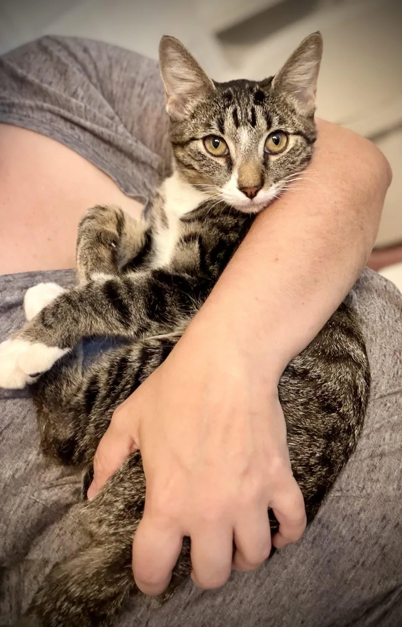 A young medium-sized female Domestic Short Hair cat named Peaches for adoption in Chandler, AZ