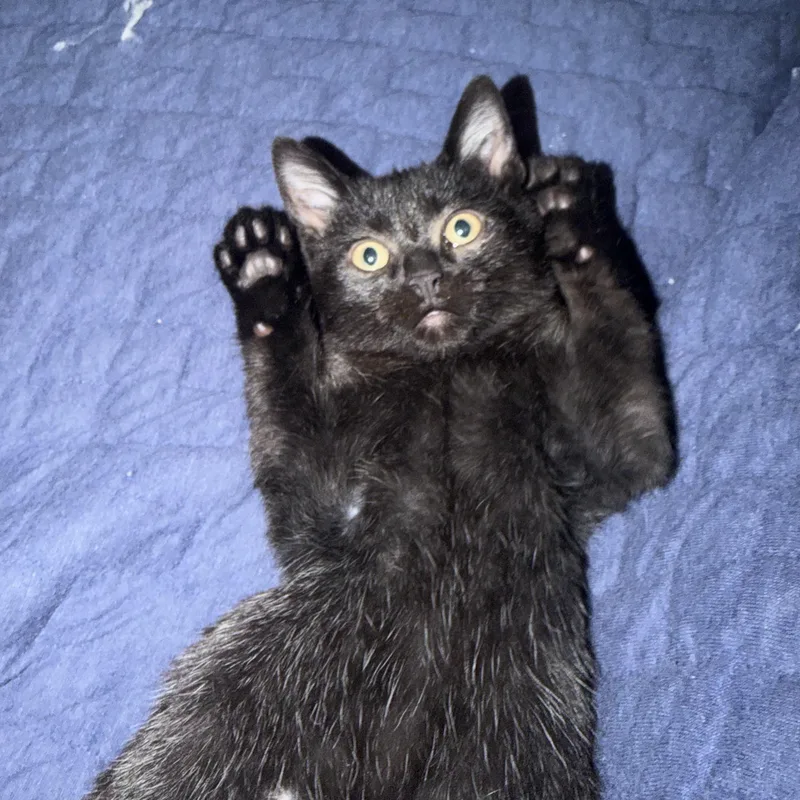 A baby small-sized male Black Domestic Short Hair cat named Kuzco for adoption in Bentonville, AR