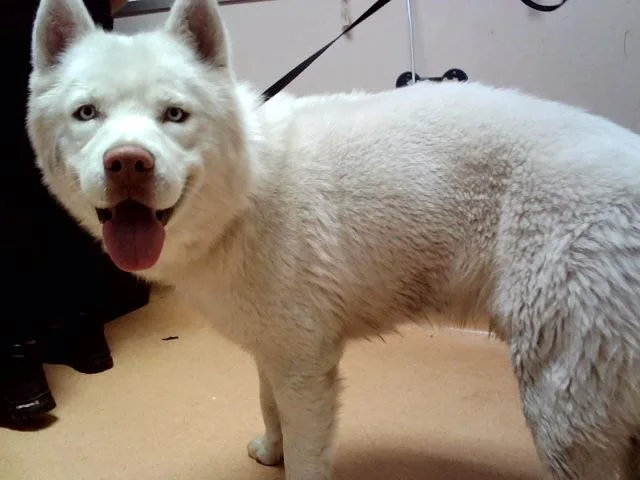 An adult large-sized male Siberian Husky dog named Crux for adoption in Martinez, CA