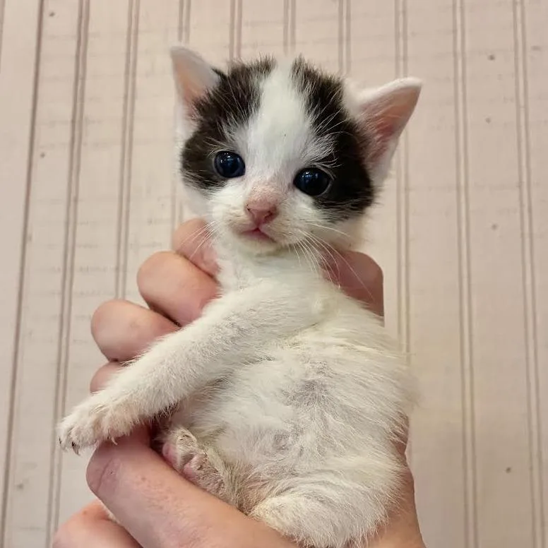 A baby small-sized female Brown / Chocolate Domestic Short Hair cat named Iris for adoption in Staten Island, NY