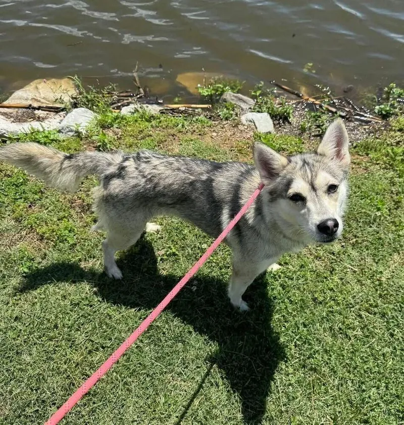 An adult medium-sized female Husky dog named Laguna for adoption in Evansville, IN