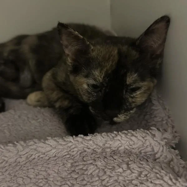 A baby small-sized female Domestic Short Hair cat named Reading Railroad for adoption in Walnut Creek, CA