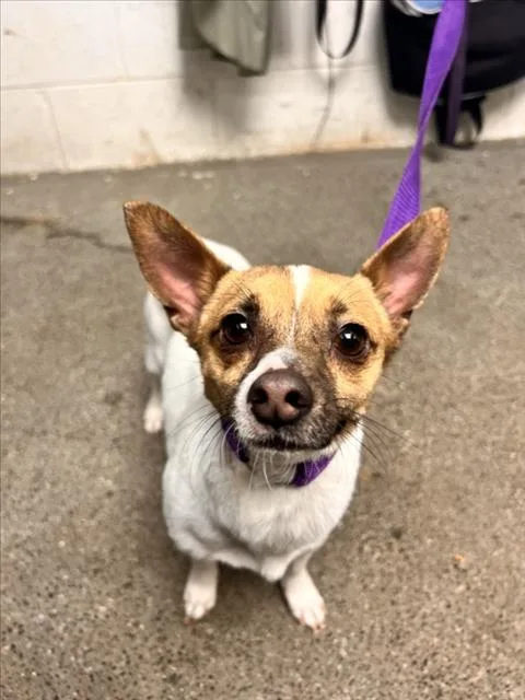 An adult small-sized male Chihuahua dog named Citrine for adoption in Woodland, CA
