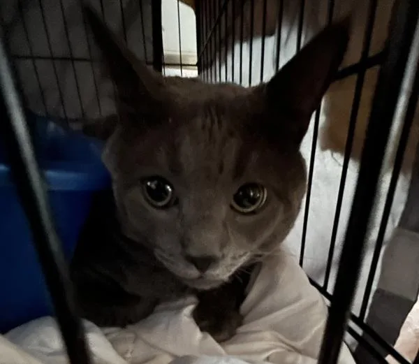 An adult large-sized male Domestic Short Hair cat named Papa for adoption in Ridgewood, NY