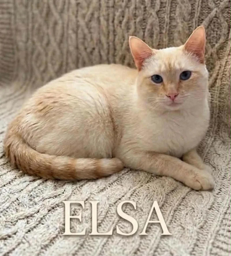 Elsa thumbnail 2