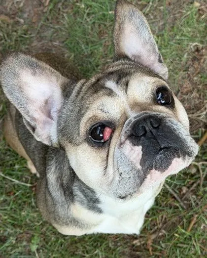 An adult small-sized male French Bulldog dog named Scotch Macallan for adoption in Bonney Lake, WA