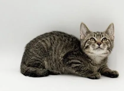 A baby small-sized male Domestic Short Hair cat named Hunter for adoption in Bowling Green, KY