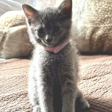 A baby small-sized female Gray / Blue / Silver Domestic Short Hair cat named Charcoal for adoption in South Elgin, IL