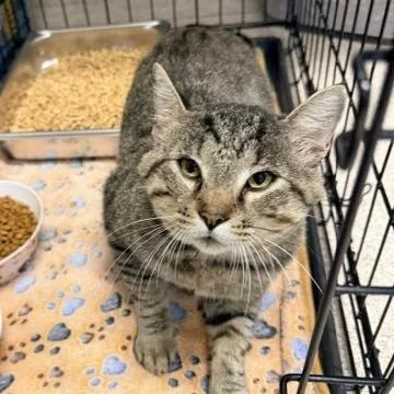 An adult medium-sized male Domestic Short Hair cat named Bristol for adoption in Horn Lake, MS