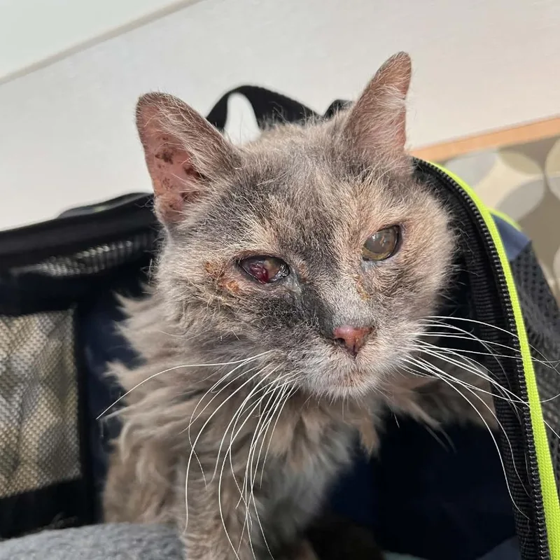 A senior small-sized female Gray / Blue / Silver Domestic Short Hair cat named Svasstray for adoption in Lyndhurst, VA