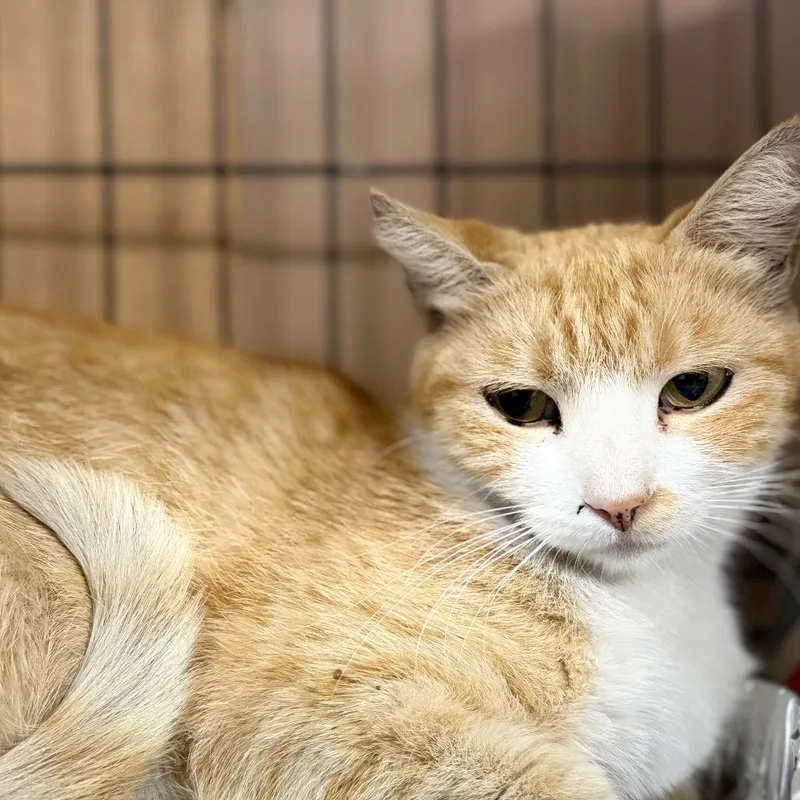An adult small-sized female Orange / Red Domestic Short Hair cat named Judy Garland for adoption in Long Beach, CA