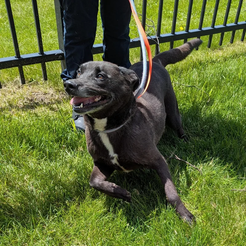 An adult medium-sized female Black Labrador Retriever dog named Summer for adoption in Valparaiso, IN