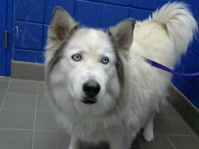 An adult extra large-sized male Alaskan Malamute dog named Halo for adoption in Albuquerque, NM