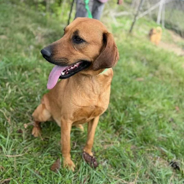 A young medium-sized male Redbone Coonhound dog named Hank for adoption in Boston, MA