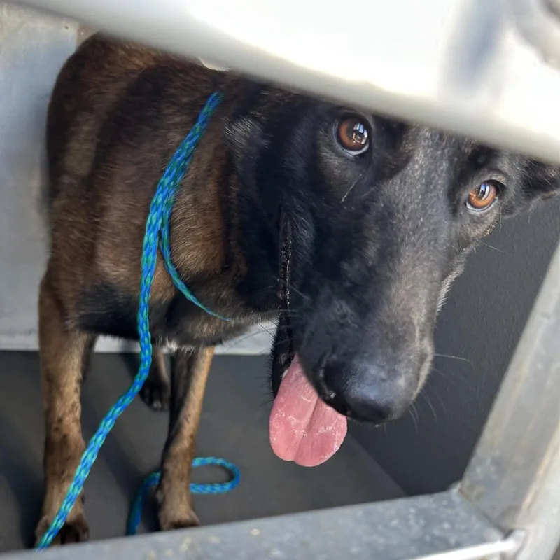 A young medium-sized female Brown / Chocolate Belgian Shepherd / Malinois dog named Lovebug for adoption in Greensboro, NC