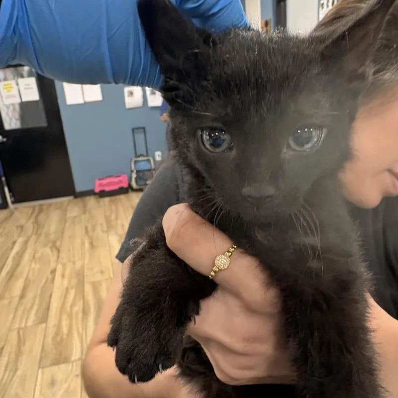 A baby small-sized male Black Domestic Short Hair cat named Milkshake for adoption in Newark, NJ
