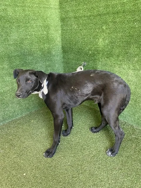 A young medium-sized male Labrador Retriever dog named Mikey for adoption in Lancaster, CA