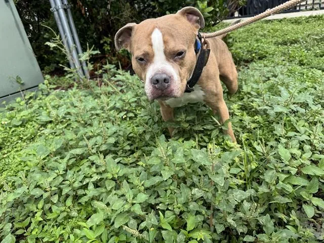 An adult large-sized male American Staffordshire Terrier dog named Arrax for adoption in Fort Lauderdale, FL