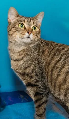 A young medium-sized female Domestic Short Hair cat named Tiptoe for adoption in Cookeville, TN