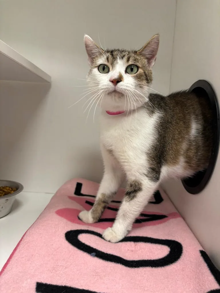 An adult medium-sized female Domestic Short Hair cat named Karma for adoption in Frankfort, KY