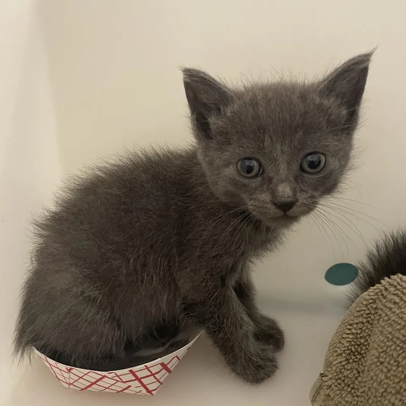 A baby small-sized female Gray / Blue / Silver Domestic Short Hair cat named Opal for adoption in Pasadena, CA