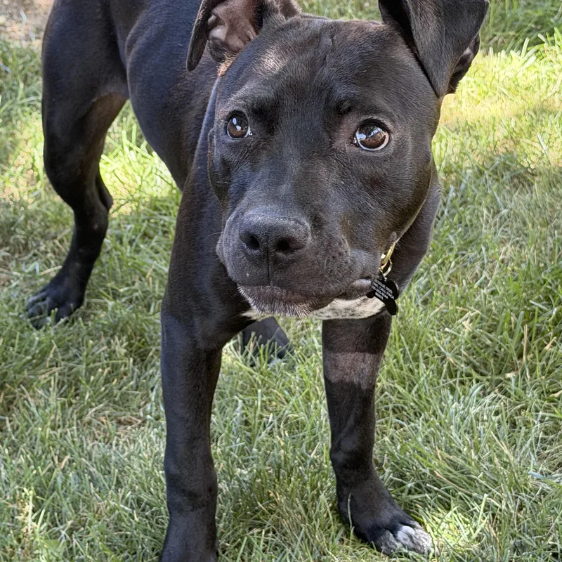A baby medium-sized male Black Pit Bull Terrier dog named Bodi for adoption in Albuquerque, NM