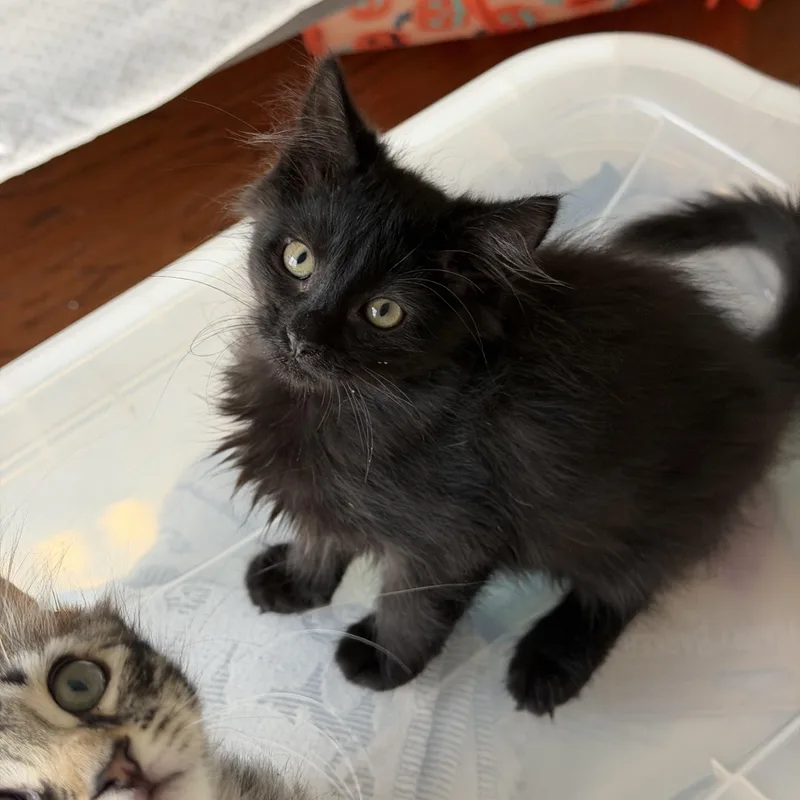 Mogie thumbnail 2