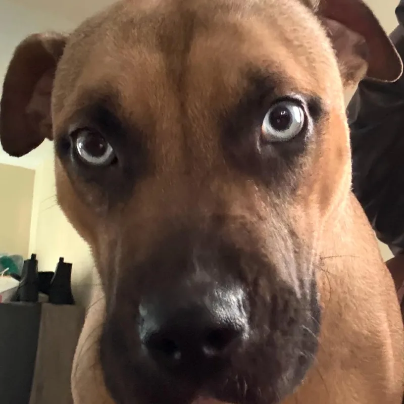 An adult large-sized female Brown / Chocolate Pit Bull Terrier dog named Coco for adoption in Philadelphia, PA