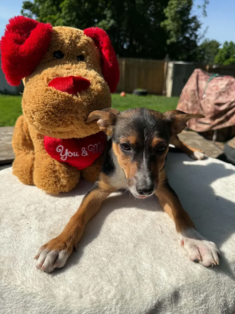 A baby small-sized female Tricolor (Brown, Black, & White) Chihuahua dog named Kay for adoption in North Freedom, WI