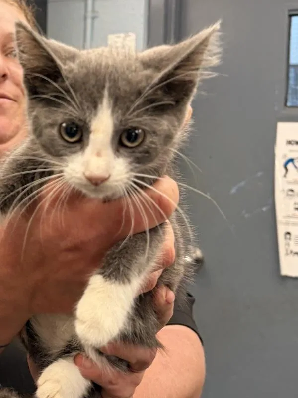 A baby small-sized male Domestic Short Hair cat named Pumpkin Butter for adoption in Richmond, VA