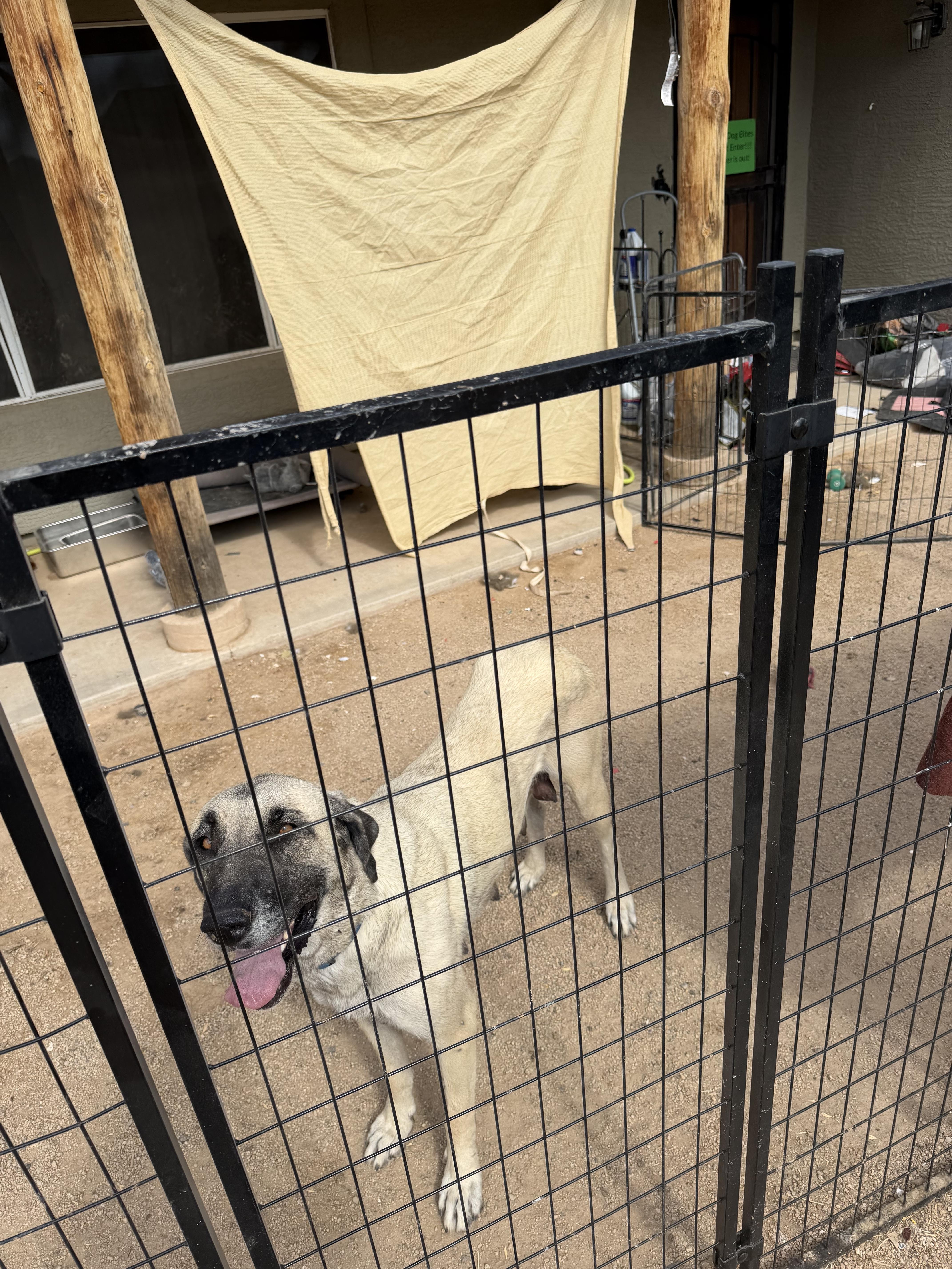 A young large-sized female Anatolian Shepherd dog named Skadi for adoption in Phoenix, AZ