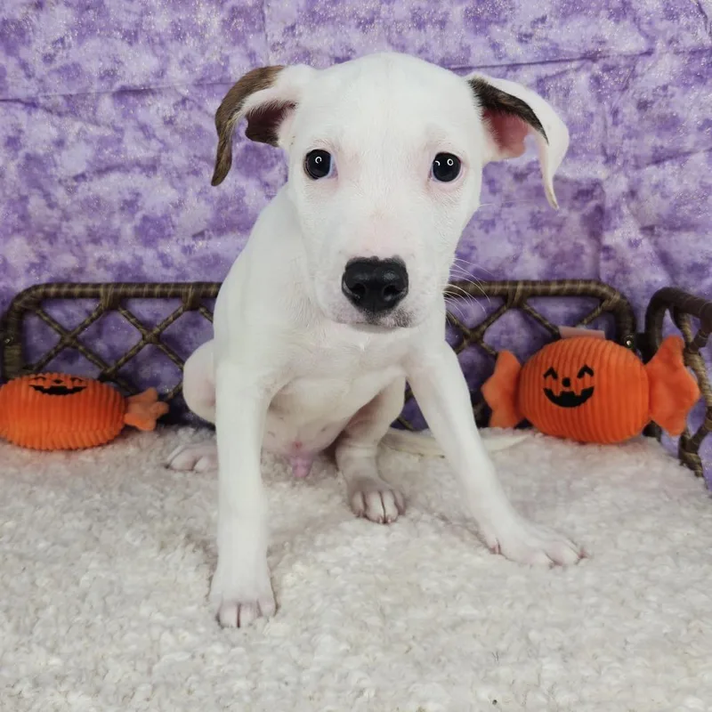 A baby small-sized male Pit Bull Terrier dog named Jam for adoption in Fort Wayne, IN