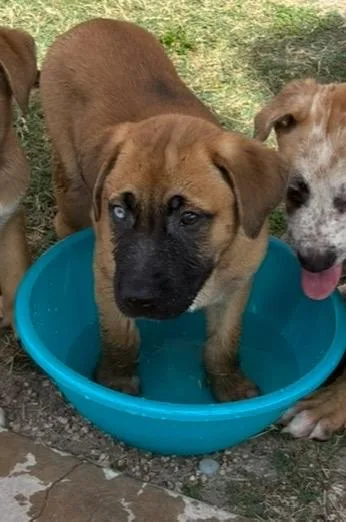 A baby small-sized female Boxer dog named A for adoption in Houston, TX
