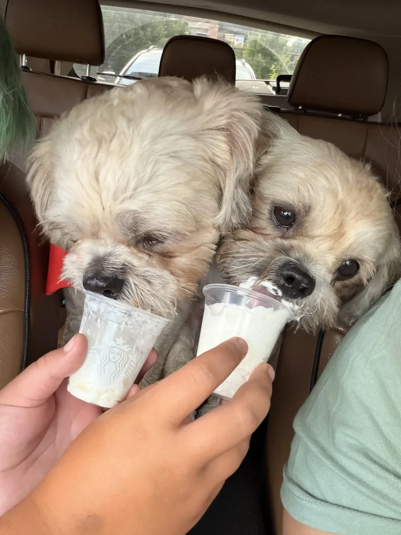 An adult small-sized female White / Cream Shih Tzu dog named Bonnie for adoption in candler, NC